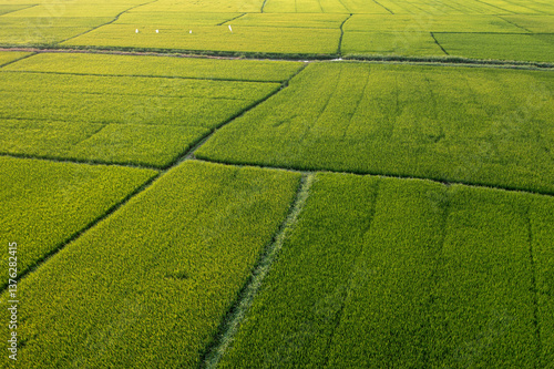 green field of rice