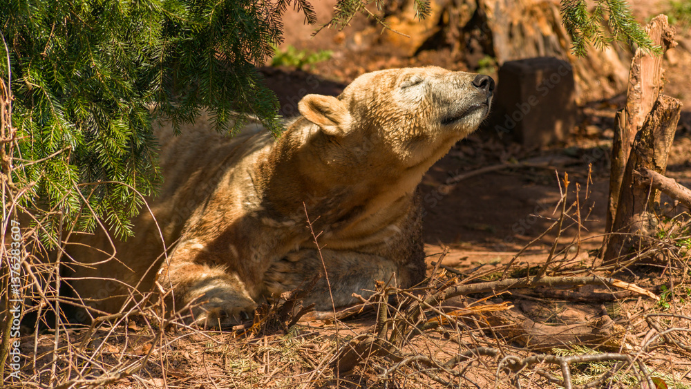 Eisbär unter einem Baum