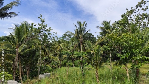 Lush tropical foliage featuring palm trees and varied greenery under a blue sky, creating a serene natural landscape.