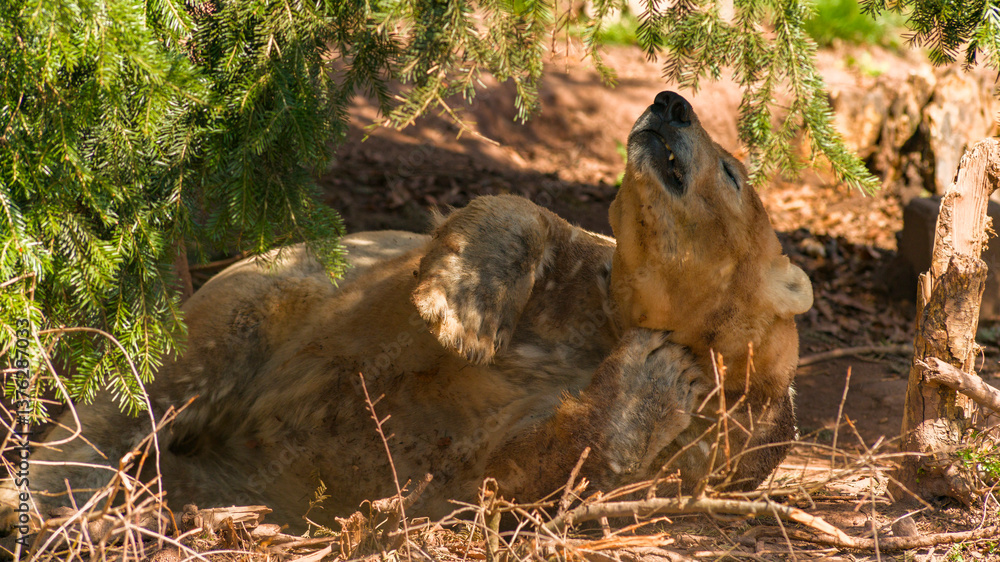 Eisbär unter einem Baum
