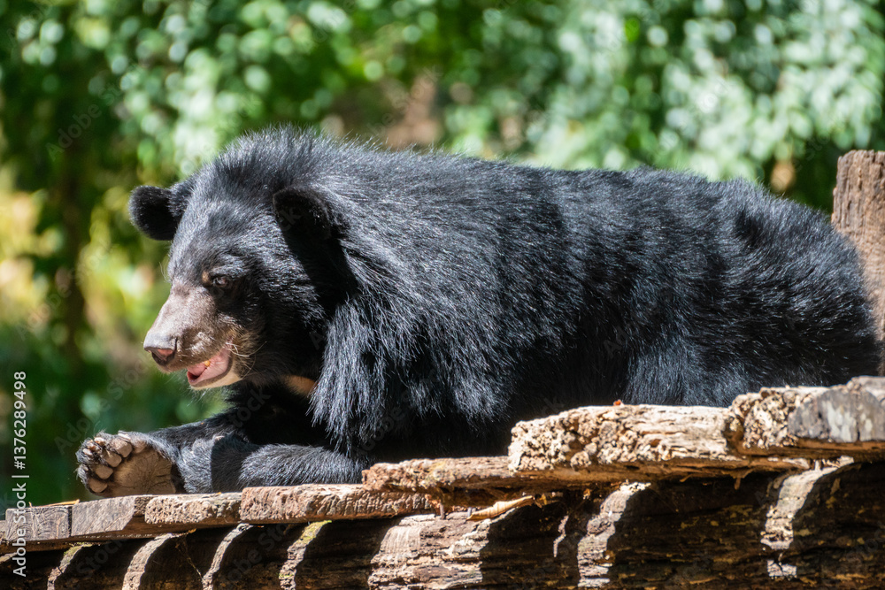 Obraz premium A large black bear is standing high on top of a wooden fence