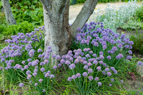 Fototapeta Naklejka Na Ścianę i Meble -  Violet Chive Blossoms in a Vibrant Garden Setting. Vertical crop.