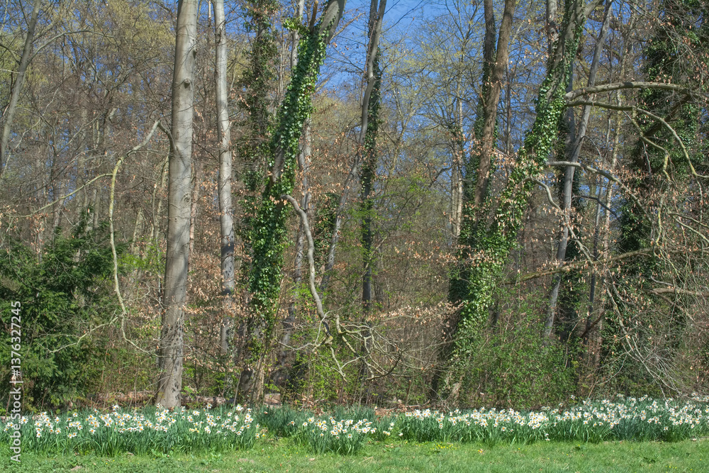 Obraz premium spring messengers(Daffodils or Narcissus) at forest edge,Germany