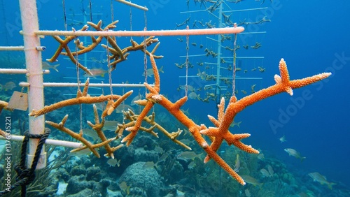 Fototapeta Naklejka Na Ścianę i Meble -  Coral nurserie -  environmental protection concept. Coral colony  fixed on sea bootom structure. Bonaire Caribbean Netherlands.