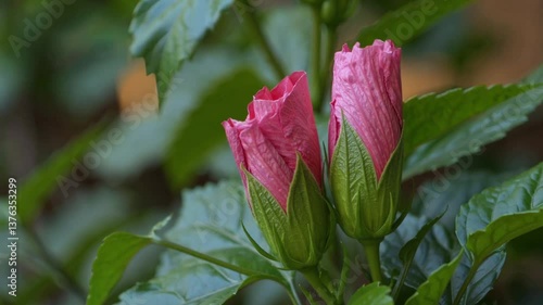 Hibiscus buds blooming in a lush green background  