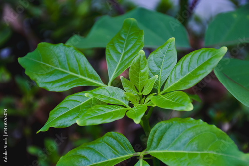 Wallpaper Mural Close-up of a Vitex lucens plant. Torontodigital.ca
