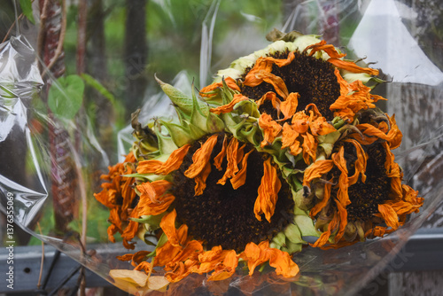 Billede på lærred The withered sunflowers were discarded.