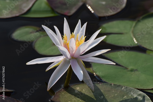 Fotografie Nymphaea - waterlily