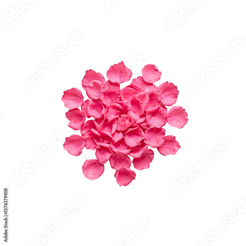 Wallpaper Mural Scattered Rose Petals on a Pristine Canvas Torontodigital.ca