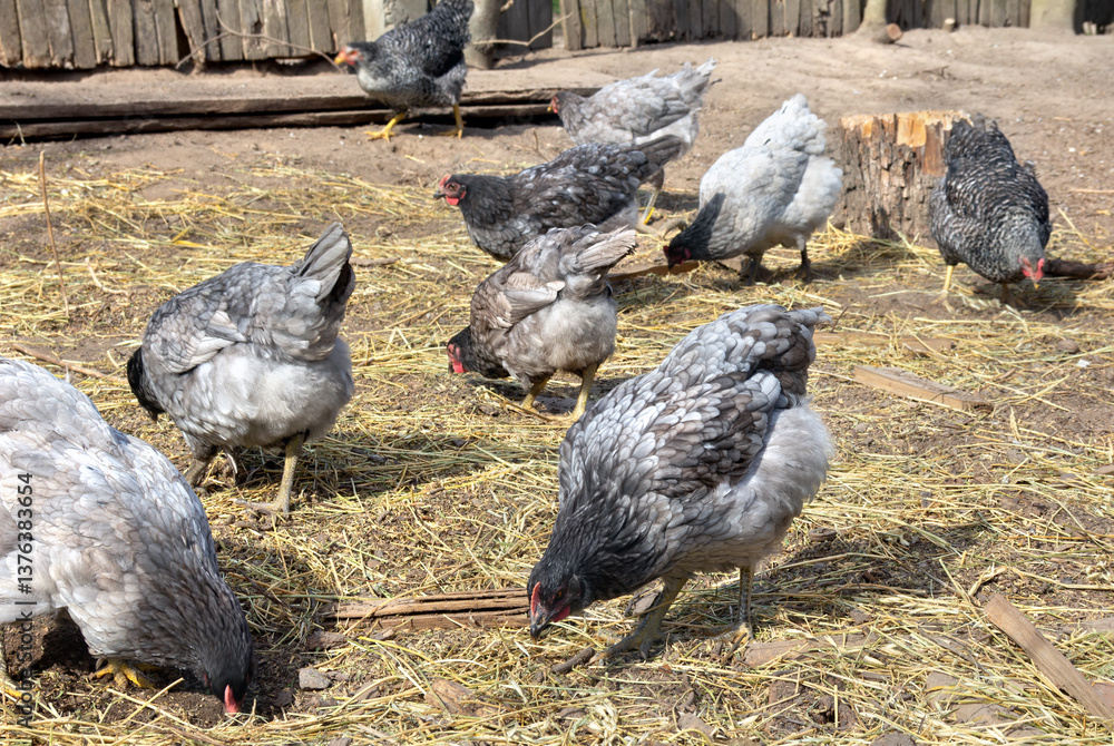 Fototapeta premium Chickens dominant graze on backyard sprinkled with straw