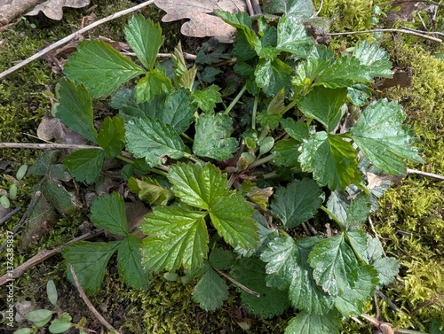 Leaves of Wood Avens (Geum urbanum)