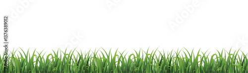 green grass isolated on white