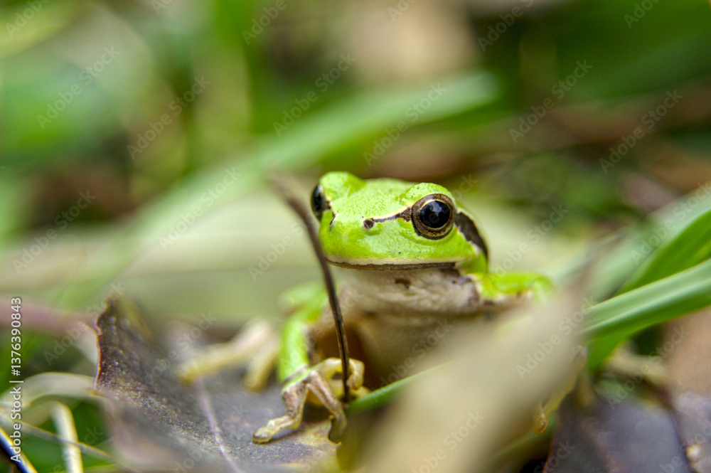 A small green tree frog peeks through the foliage, its bright eyes catching the light. The surrounding leaves create a natural, vibrant environment. A small green tree frog peeks through the foliage, its bright eyes catching the light. The surrounding leaves create a natural, vibrant environment.
