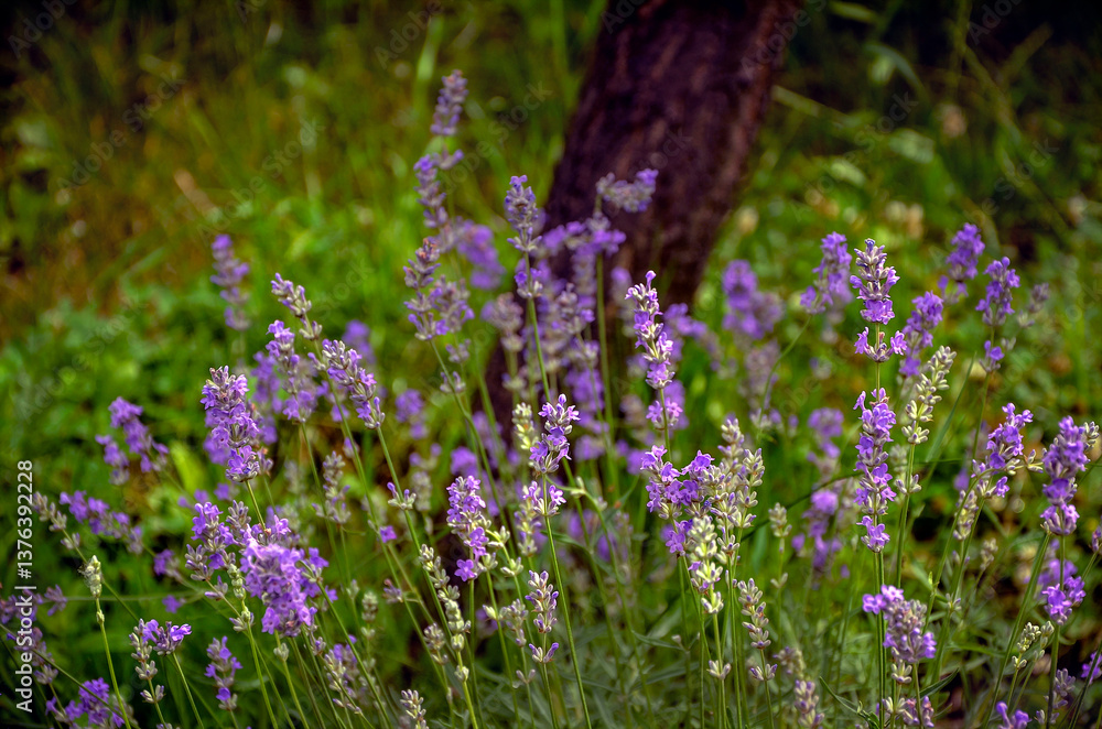 Fototapeta premium Delicate lavender against a tree, blooming in the garden.