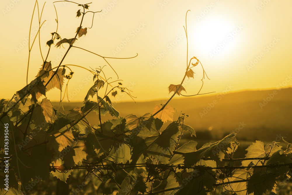 Motovun, Istrien Kroatien, Kroatien, Istrien