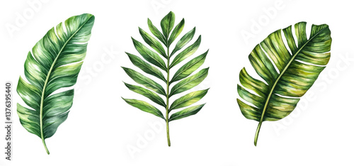 Watercolor set of tropical leaves png. Leaves of tropical trees banana tree and palm. Watercolor green tropical leaves. Vector illustration.