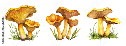 Watercolor set of chanterelles png. forest chanterelle mushrooms in watercolor style. Forest edible mushrooms. Autumn chanterelle mushrooms. concept of collecting edible mushrooms.