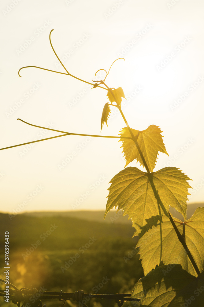 Motovun, Istrien Kroatien, Kroatien, Istrien