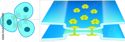 Gap Junction allow direct communication between cells. The image shows a gap junction, a cell structure that enables direct communication between adjacent cells connexons. 