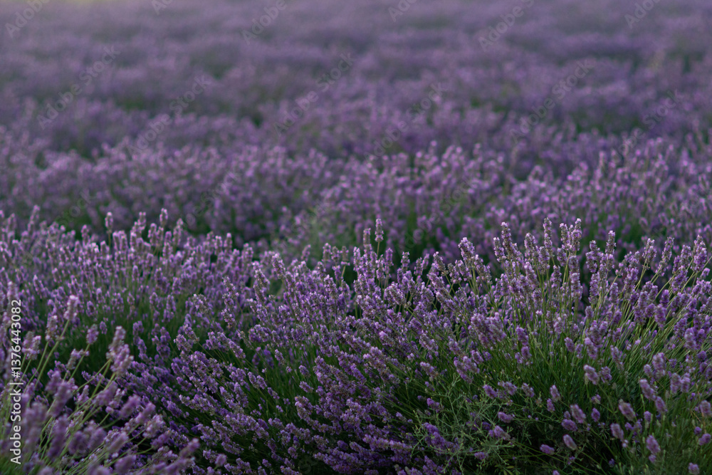 Obraz premium Here's a title following your specifications: Lavender Fields Provence France: Sunrise Blooming Agriculture; picturesque purple blossoms during summer harvest.