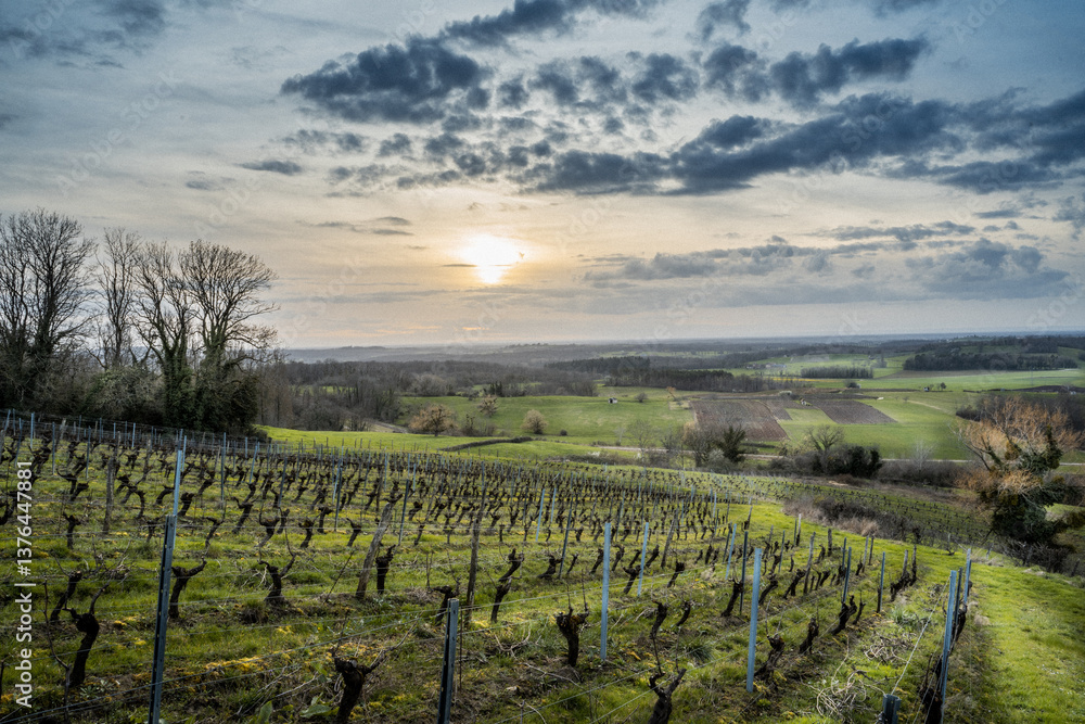 Fototapeta premium coucher de soleil sur une vigne au mois de mars dans le Jura, France