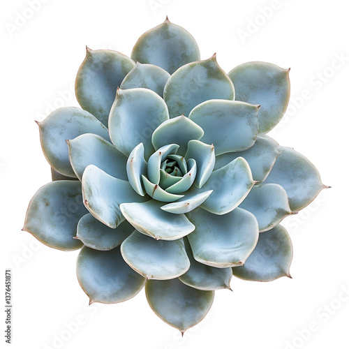 A Healthy Dudleya Succulent with Pale Rosette Leaves Isolated on Transparent Background