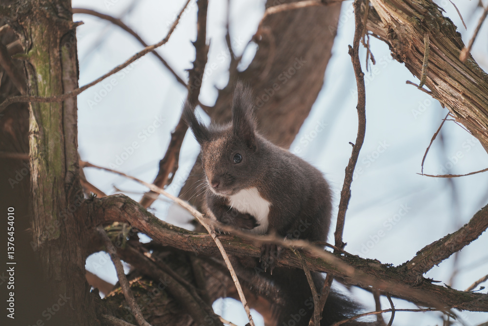 Fototapeta premium Shy Squirrel Perched on a Tree Branch in Its Natural Habitat