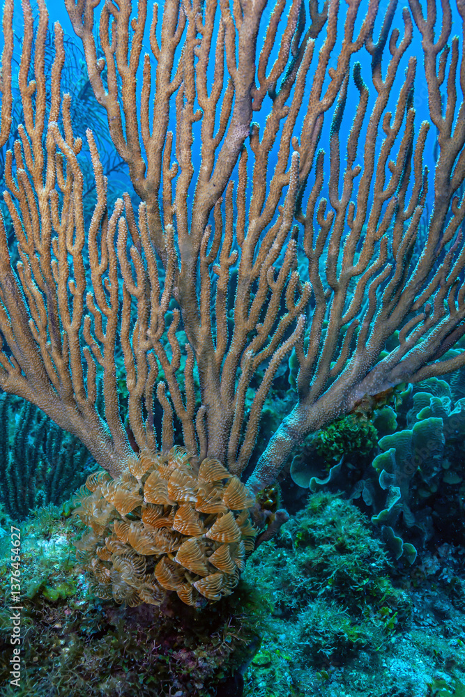 Caribbean coral garden