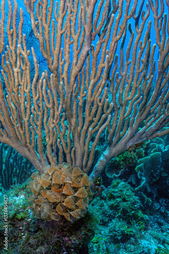 Obraz na płótnie Caribbean coral garden w salonie