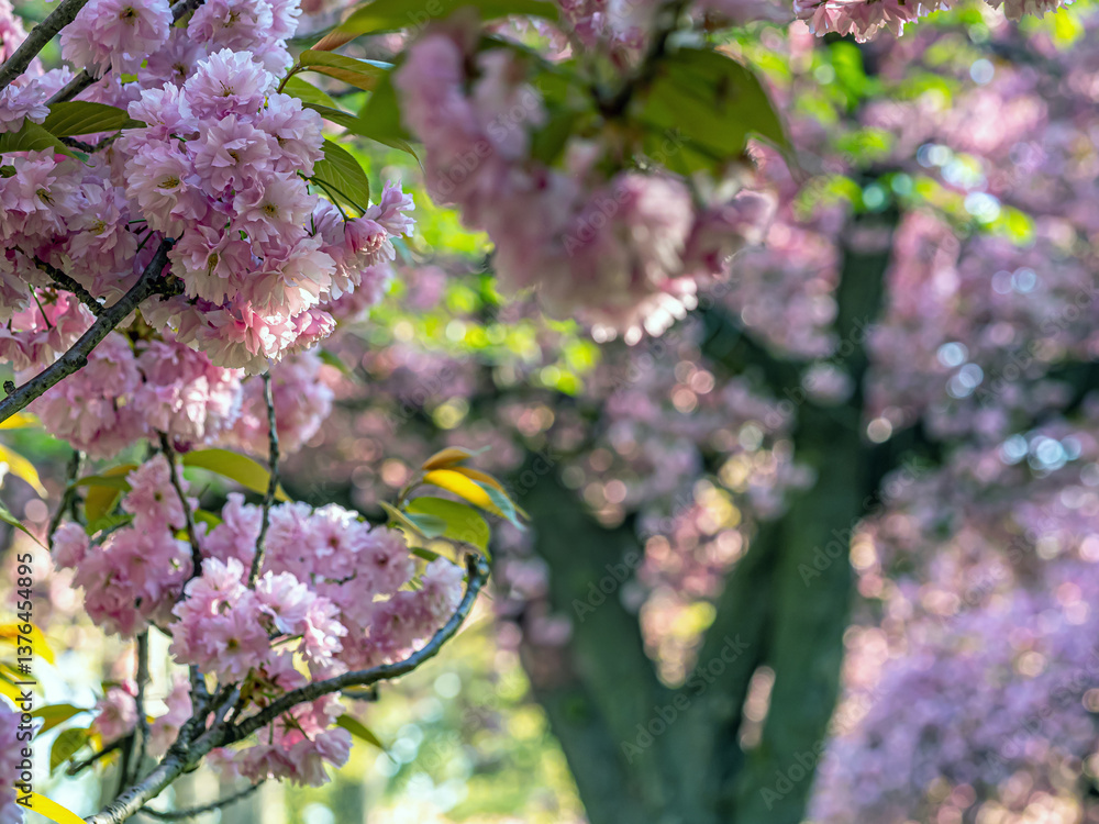 Japanese cherry tree in spring