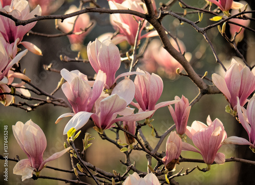 Obraz na płótnie Magnolia tree in bloom in early spring w salonie