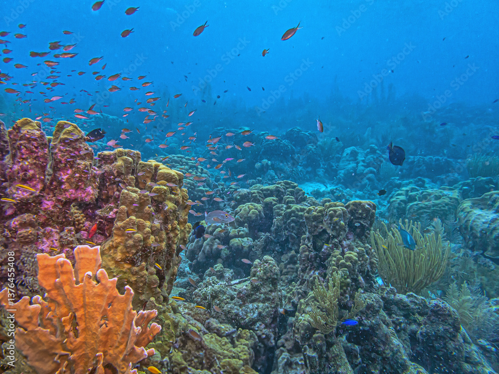 Caribbean coral garden, Bonaire