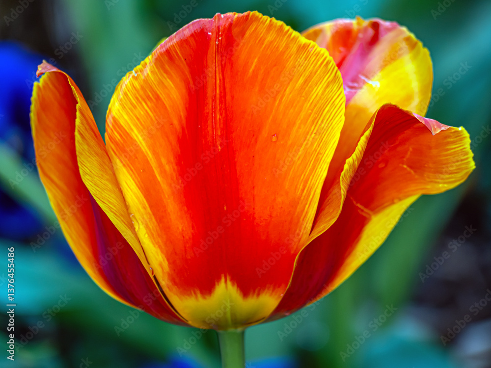 Tulip in bloom, early spring