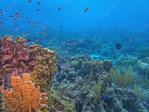 Obraz na płótnie Caribbean coral garden, Bonaire w salonie