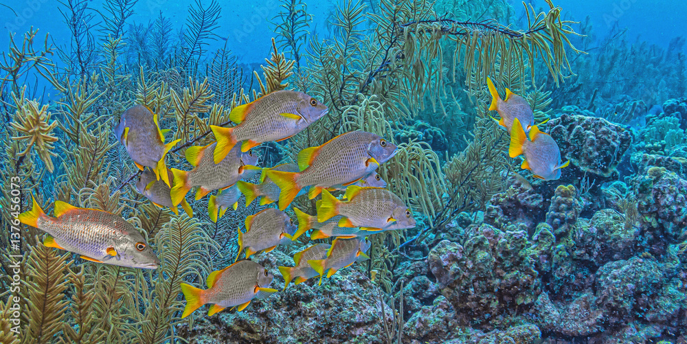 Caribbean coral garden, Bonaire