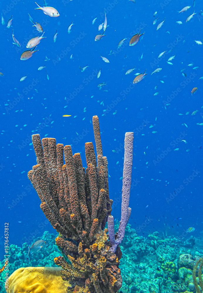 Caribbean coral garden, Bonaire