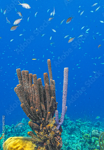 Obraz na płótnie Caribbean coral garden, Bonaire w salonie