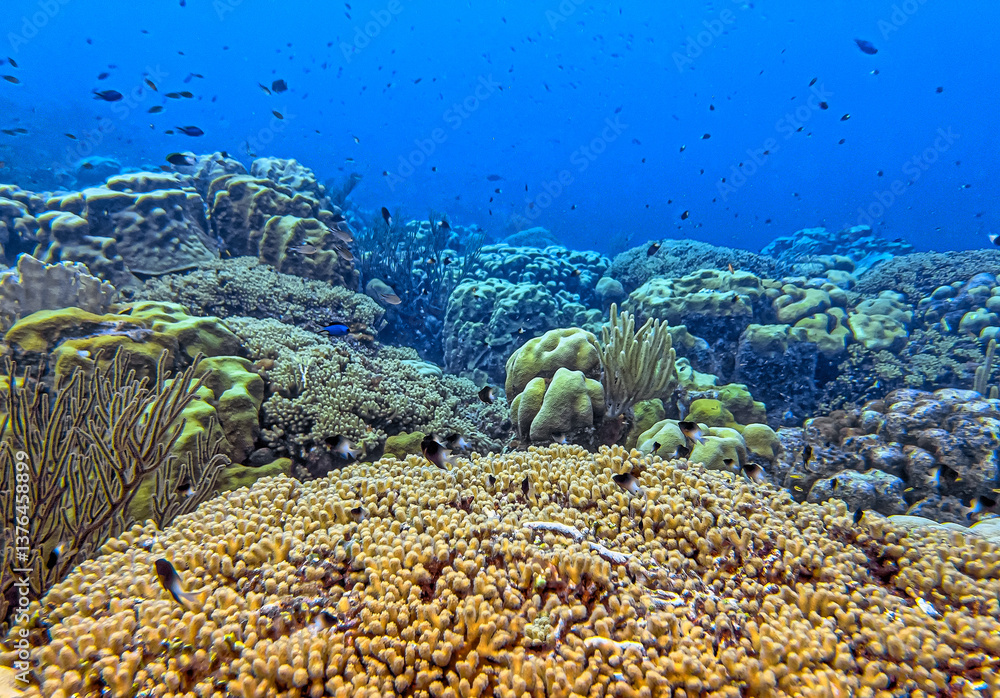 Obraz premium Caribbean coral garden, Bonaire