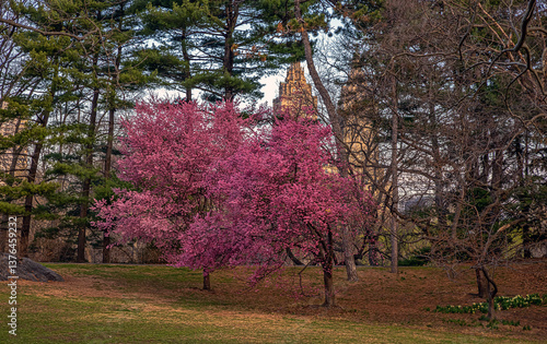 Obraz na płótnie Central Park in spring w salonie