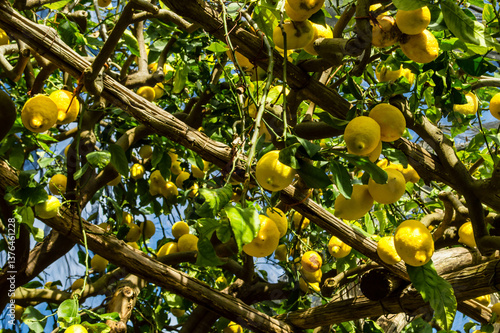 Vibrant lemons hanging from green branches. Sentiero dei Limoni. Ripe yellow lemons grow on trees in cultivated orchard. Photo taken on Path of Lemons, Amalfi Coast, Italy