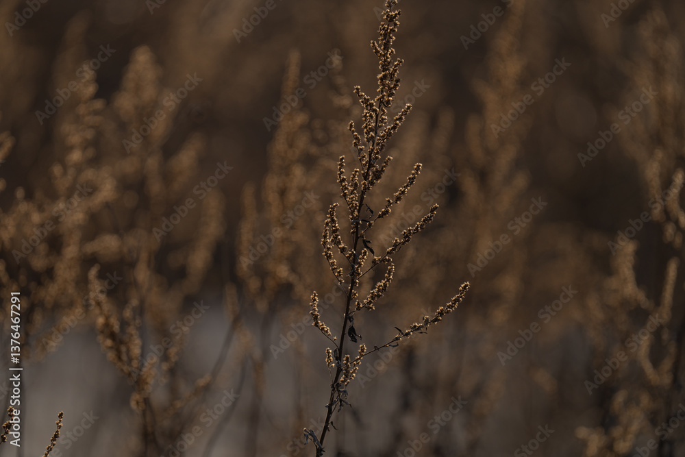various field grasses and flowers on the background of the setting sun various field grasses and flowers on the background of the setting sun