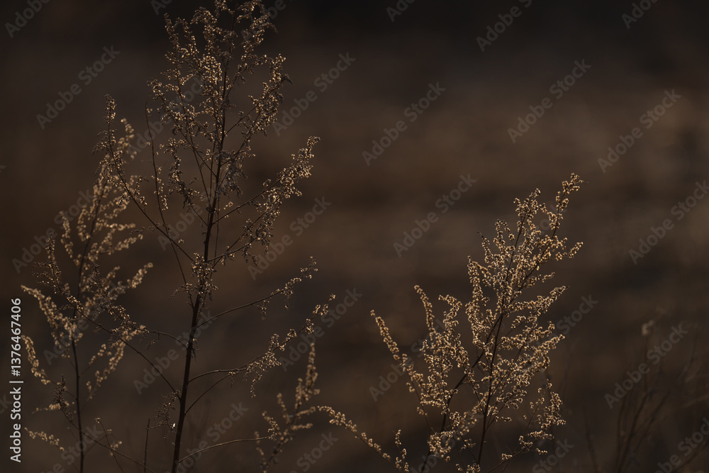 various field grasses and flowers on the background of the setting sun various field grasses and flowers on the background of the setting sun