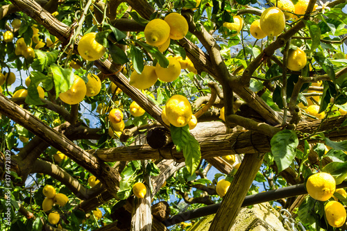 Vibrant lemons hanging from green branches. Sentiero dei Limoni. Ripe yellow lemons grow on trees in cultivated orchard. Photo taken on Path of Lemons, Amalfi Coast, Italy