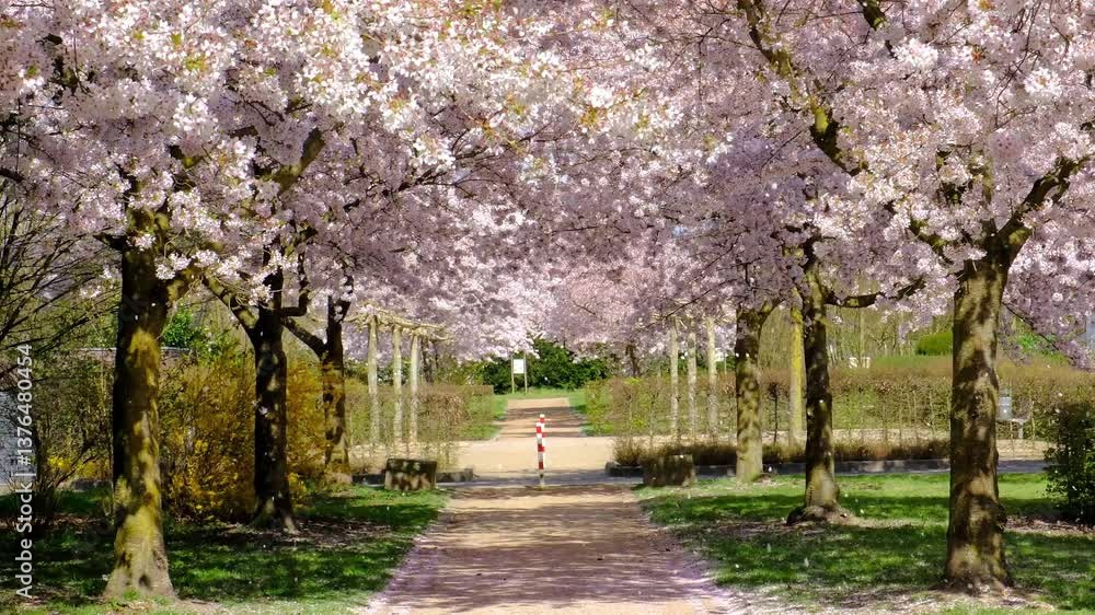 Beautiful blooming alley of spring pink Sakura, cherry trees in the park. Flower petals slowly fall from the trees like snow. Beautiful blooming alley of spring pink Sakura, cherry trees in the park. Flower petals slowly fall from the trees like snow.