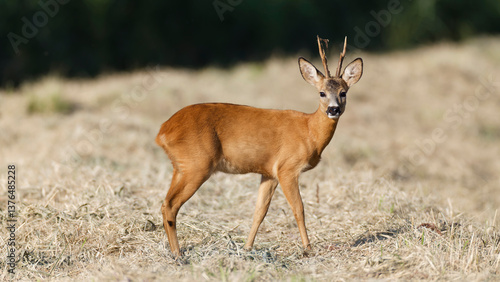 Young buck Roe deer Capreolus capreolus