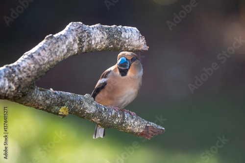 Hawfinch on a branch of a birch tree