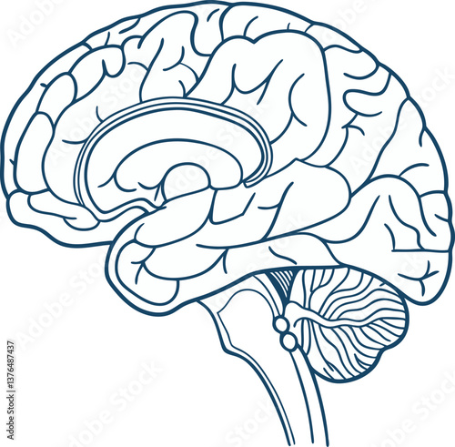 Illustration of a Brain Diagram Showing Different Anatomical Sections