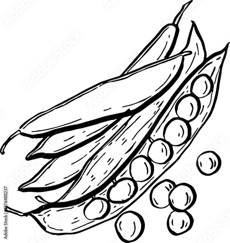 Peas. Vegetables. Hand drawn vector isolated sketch.