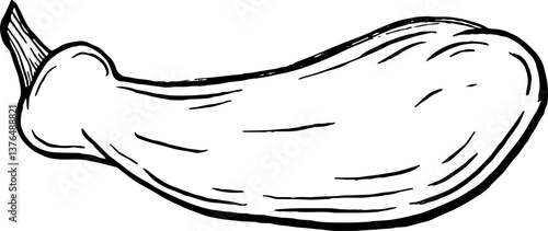 Yellow squash. Vegetables. Hand drawn vector isolated sketch.
