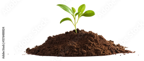 Wallpaper Mural PNG Stack of soil with a small plant sprout leaves leaf. Torontodigital.ca